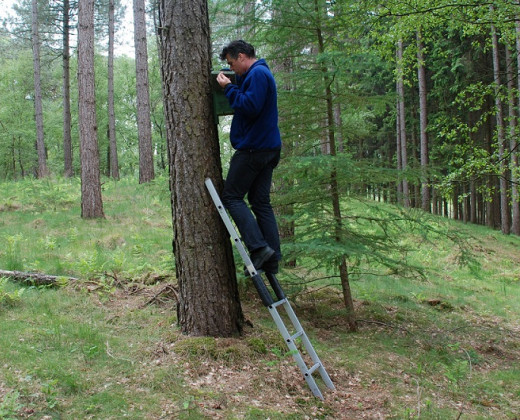 Onderzoeker klimt op ladder om nestkast te inspecteren