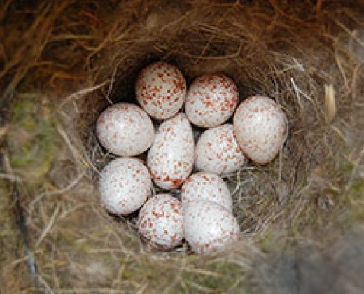 Nestkast met koolmeeseitjes, Foto: Lysanne Snijders